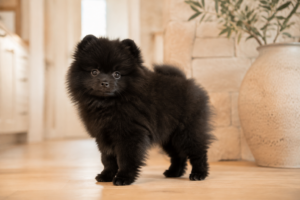 Bobe — male Pomeranian puppy, photo 3