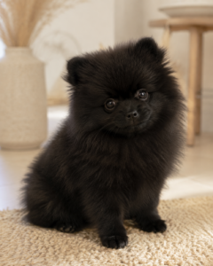 Bobe — male Pomeranian puppy, photo 2