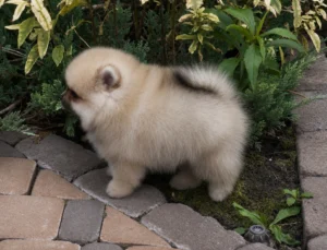 Chloe — female Pomeranian puppy, photo 3