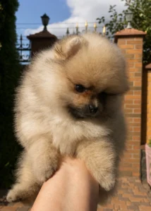 Chloe — female Pomeranian puppy, photo 4