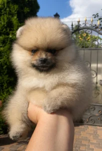 Chloe — female Pomeranian puppy, photo 5