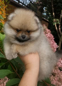 Chloe — female Pomeranian puppy, photo 6