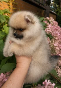 Chloe — female Pomeranian puppy, photo 7