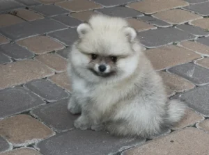 Leo — male Pomeranian puppy, photo 2
