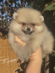 Leo — male Pomeranian puppy, photo 3