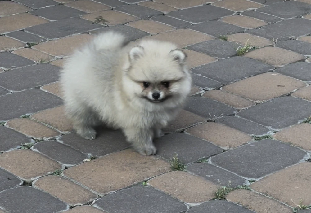 Leo — male Pomeranian puppy