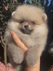 Leo — male Pomeranian puppy, photo 4