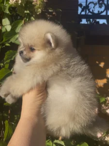 Leo — male Pomeranian puppy, photo 5