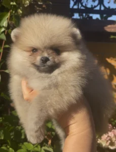 Leo — male Pomeranian puppy, photo 6