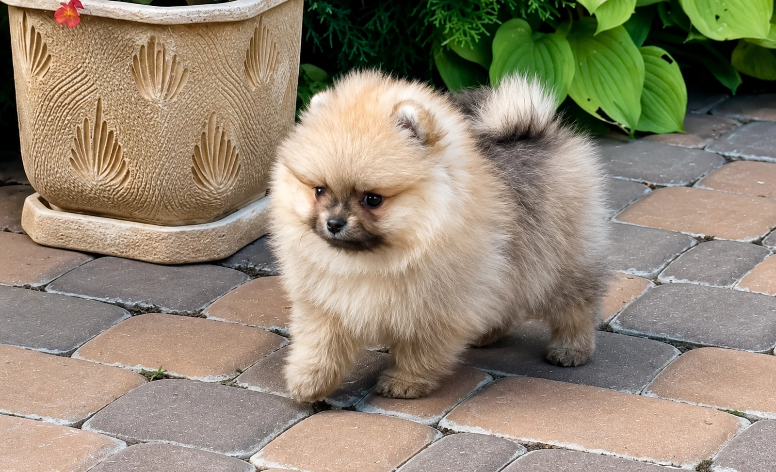 Luna — female Pomeranian puppy