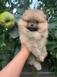 Luna — female Pomeranian puppy, photo 2
