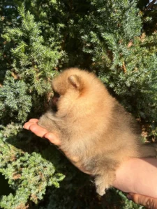 Luna — female Pomeranian puppy, photo 3