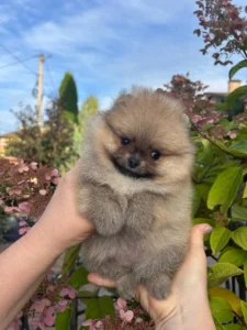 Luna — female Pomeranian puppy, photo 4