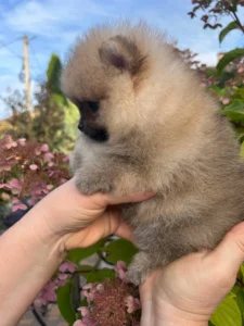 Luna — female Pomeranian puppy, photo 5