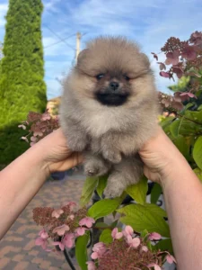Luna — female Pomeranian puppy, photo 6