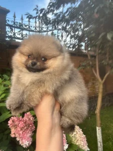 Luna — female Pomeranian puppy, photo 7