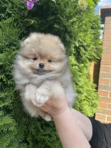 Mia — female Pomeranian puppy, photo 2