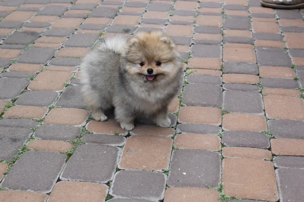 Mia — female Pomeranian puppy