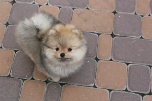 Mia — female Pomeranian puppy, photo 3