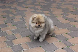 Mia — female Pomeranian puppy, photo 4
