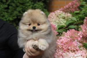 Mia — female Pomeranian puppy, photo 5
