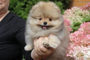 Mia — female Pomeranian puppy, photo 6