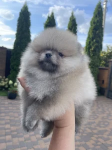 Teddy — male Pomeranian puppy, photo 2