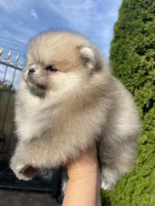 Teddy — male Pomeranian puppy, photo 3