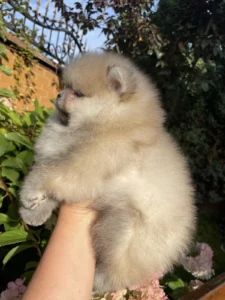 Teddy — male Pomeranian puppy, photo 4