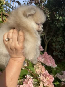 Teddy — male Pomeranian puppy, photo 5