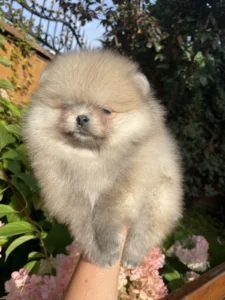 Teddy — male Pomeranian puppy, photo 6