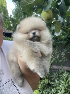 Teddy — male Pomeranian puppy, photo 7