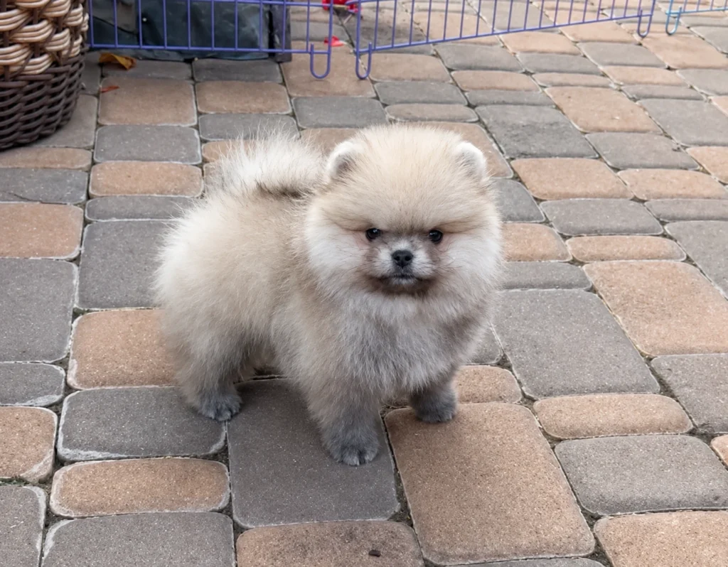 Teddy — male Pomeranian puppy